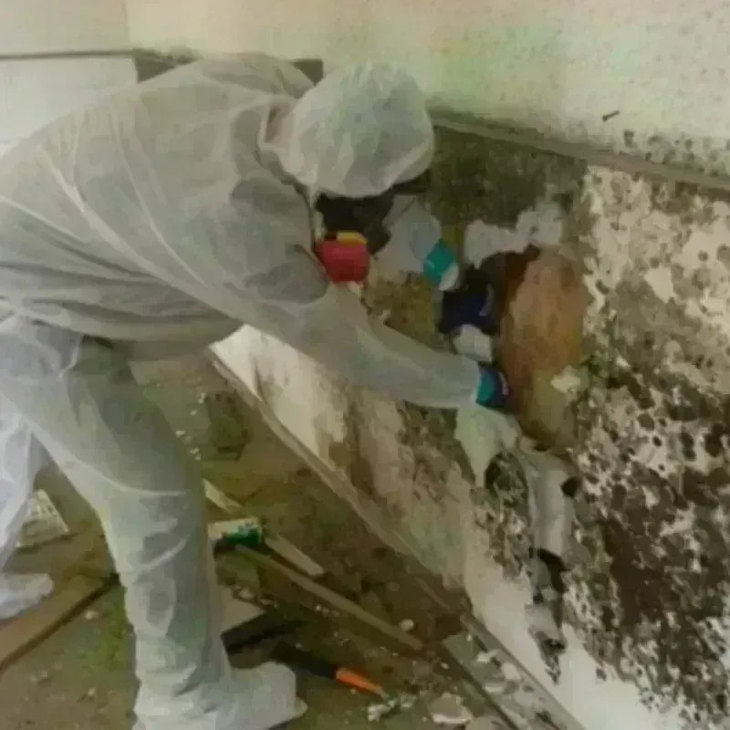 Mold Remediation and Removal in Cherokee, OK